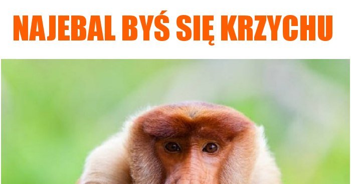 Najebal By Si Krzychu Memy Gify I Mieszne Obrazki Facebook Tapety