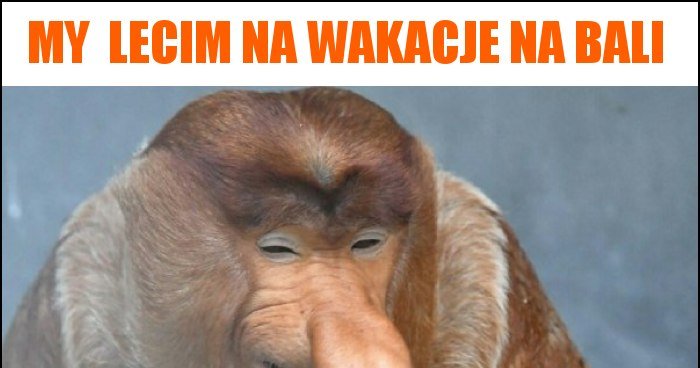 My Lecim Na Wakacje Na Bali Memy Gify I Mieszne Obrazki Facebook