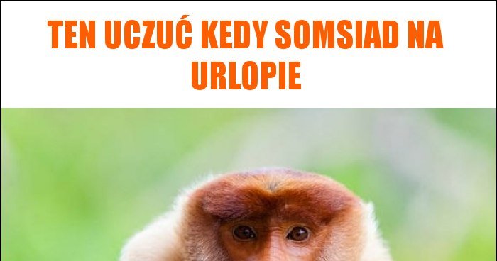 Ten Uczu Kedy Somsiad Na Urlopie Memy Gify I Mieszne Obrazki