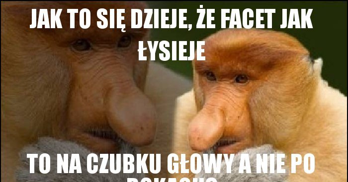 Jak to się dzieje że facet jak łysieje memy gify i śmieszne obrazki