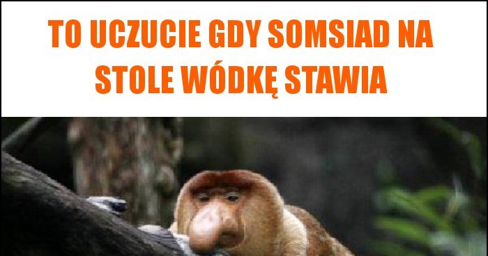 To Uczucie Gdy Somsiad Na Stole W Dk Stawia Memy Gify I Mieszne