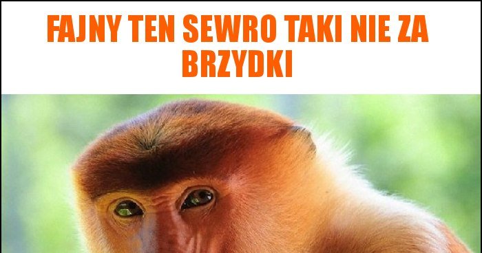 Fajny ten sewro taki nie za brzydki memy gify i śmieszne obrazki