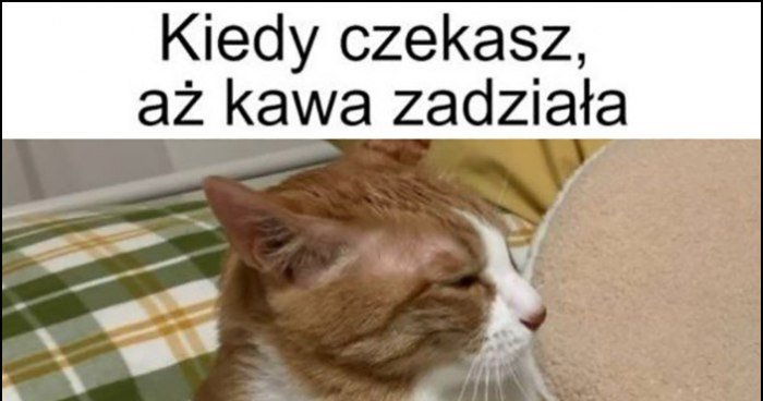 Kot siedzi kiedy czekasz aż kawa zadziała memy gify i śmieszne obrazki facebook tapety