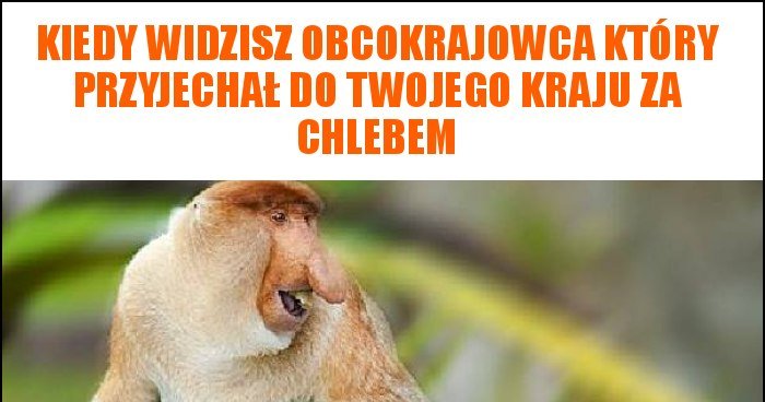 Kiedy Widzisz Obcokrajowca Kt Ry Przyjecha Do Twojego Kraju Za Chlebem