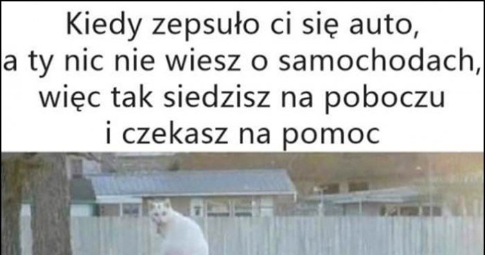 Kot kiedy zepsuło ci się auto a ty nic nie wiesz o samochodach więc