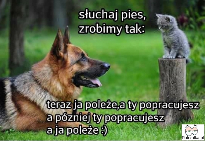 sluchaj-pies-979.jpg