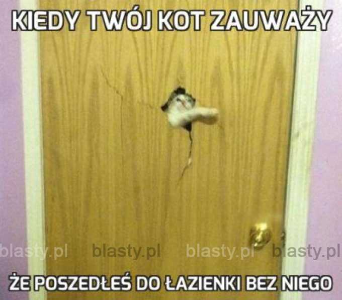 Kiedy Twój kot zauważy, że poszedłeś do łazienki bez niego