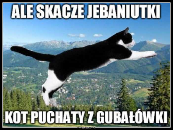 Ale skacze jebaniutki kot puchaty z gubałówki