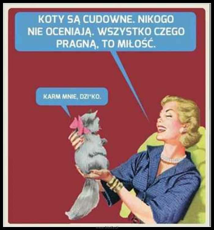 Koty tylko o tym marzą