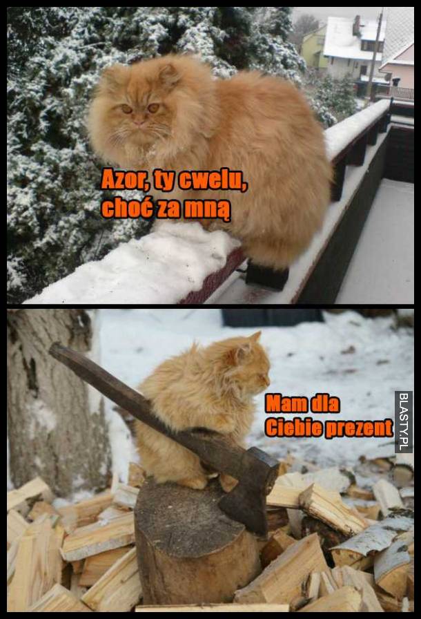 Azor, ty cwelu choć, za mną