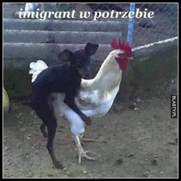 Imigrant w potrzebie