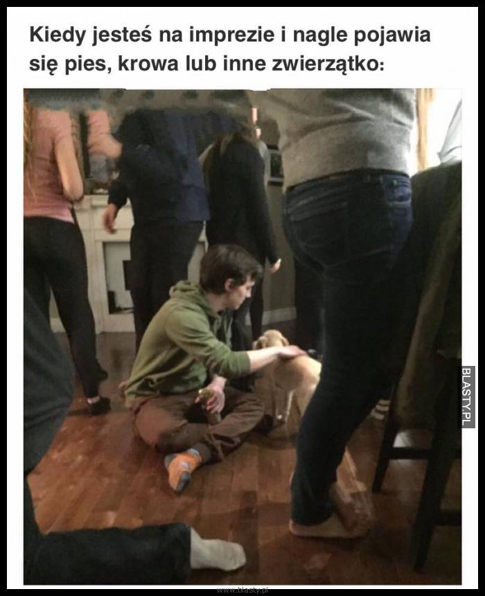 Kiedy jesteś na imprezie i nagle pojawia się pies, krowa lub inne zwierzątko