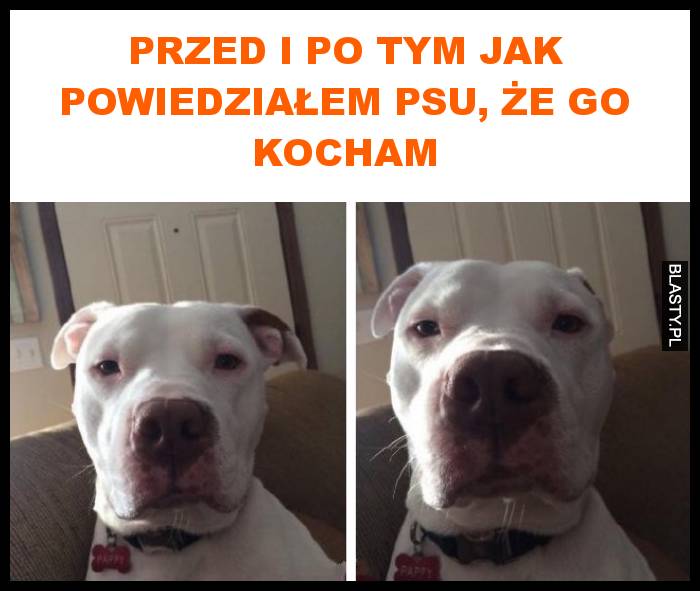 Przed i po tym jak powiedziałem psy, że go kocham