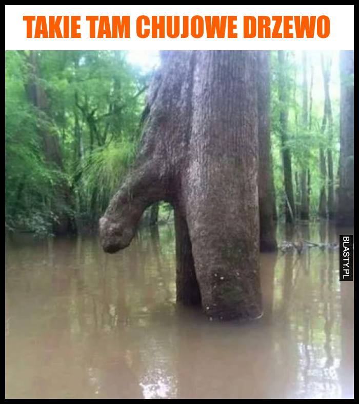 Takie tam chujowe drzewo