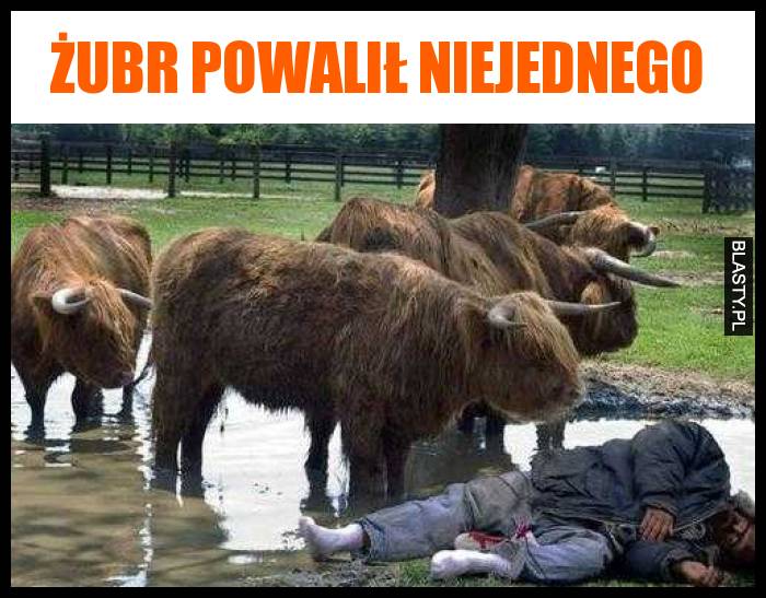 Żubr powalił niejednego