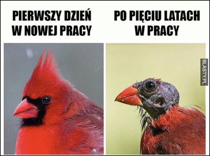 Pierwszy dzień w nowej pracy vs po pięciu latach w pracy