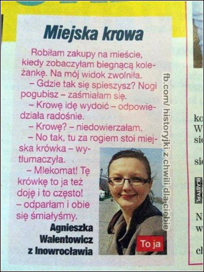 Miejska krowa