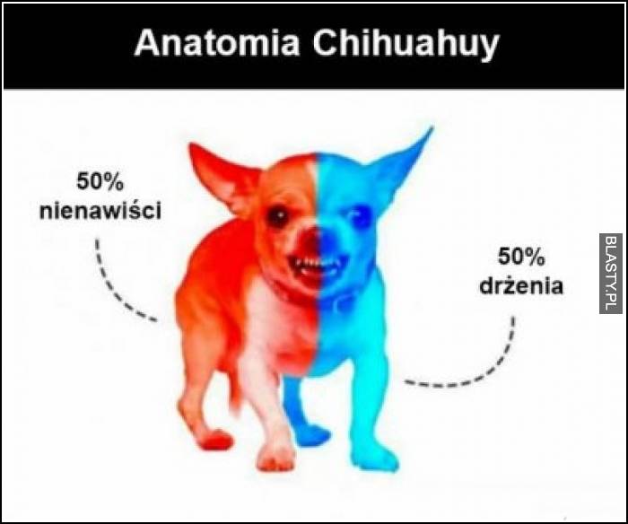 Anatomia