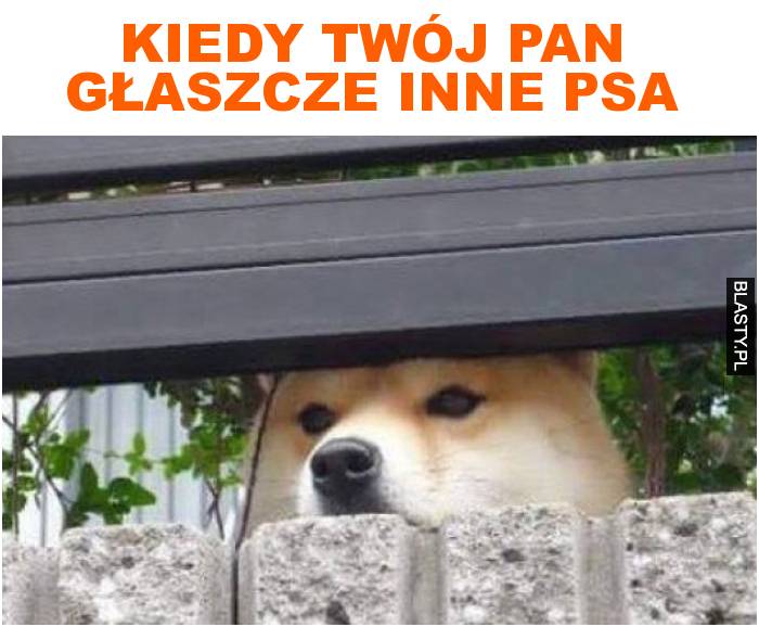 Kiedy twój pan głaszcze inne psa