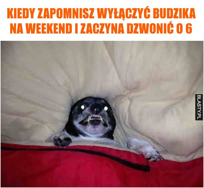 Kiedy zapomnisz wyłączyć budzika na weekend i zaczyna dzwonić o 6