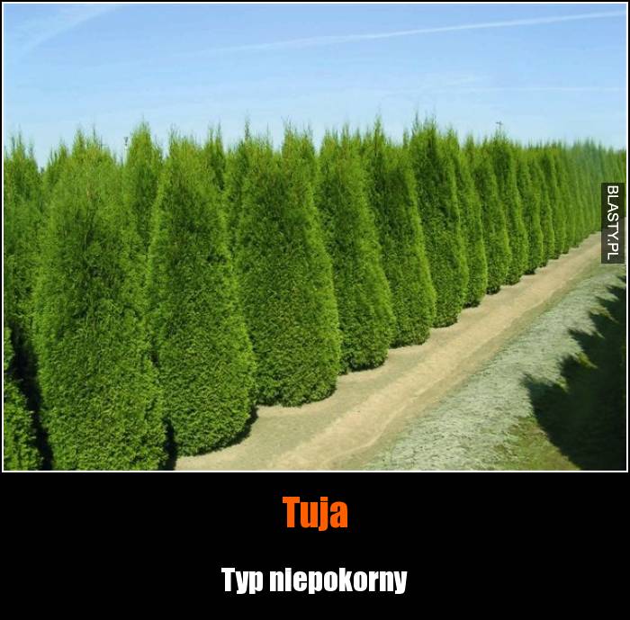 Tuja