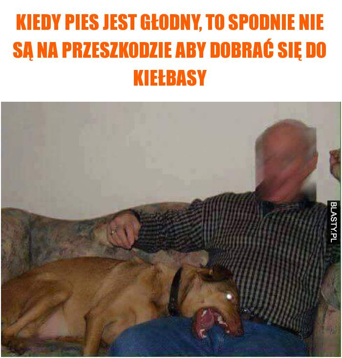 głodny pies