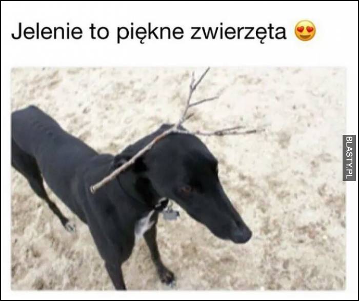 jeleń