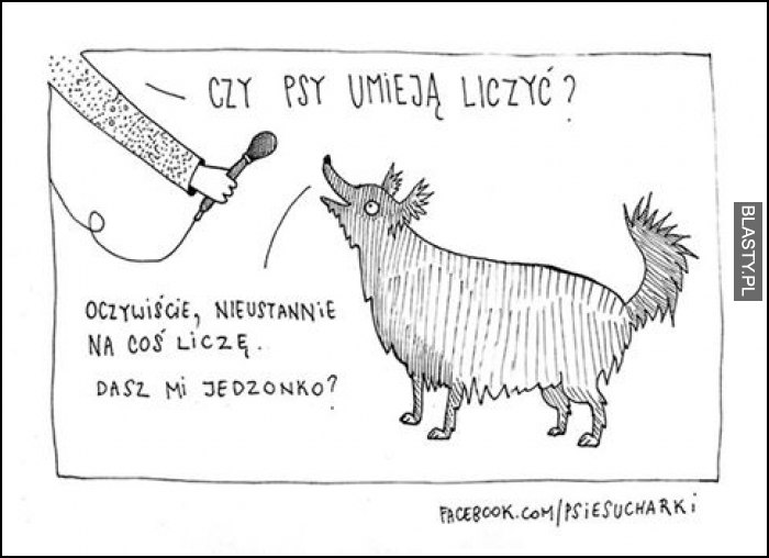 Czy psy umieją liczyć