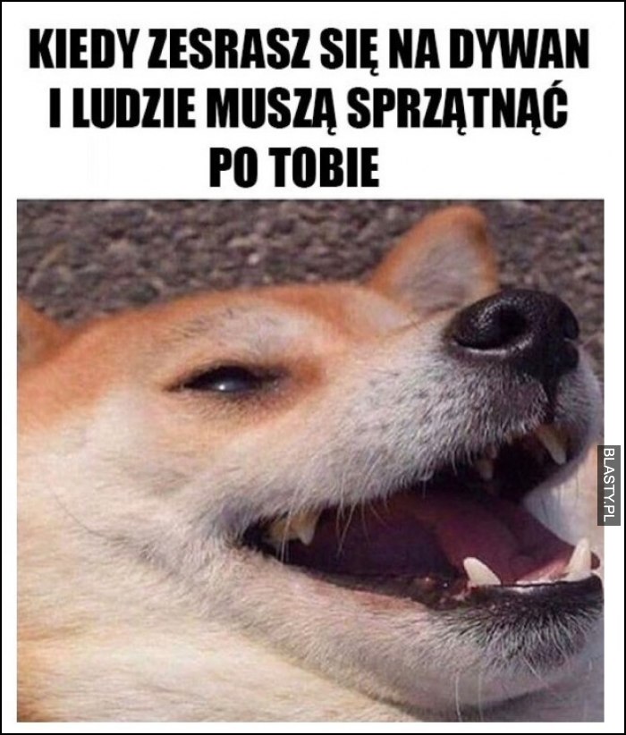 Kiedy zesrasz się na dywan