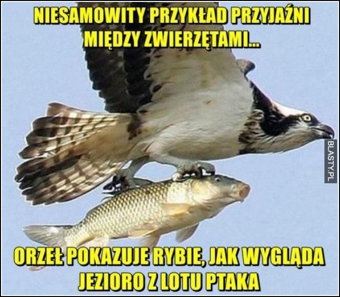 Niesamowity przykład przyjaźni