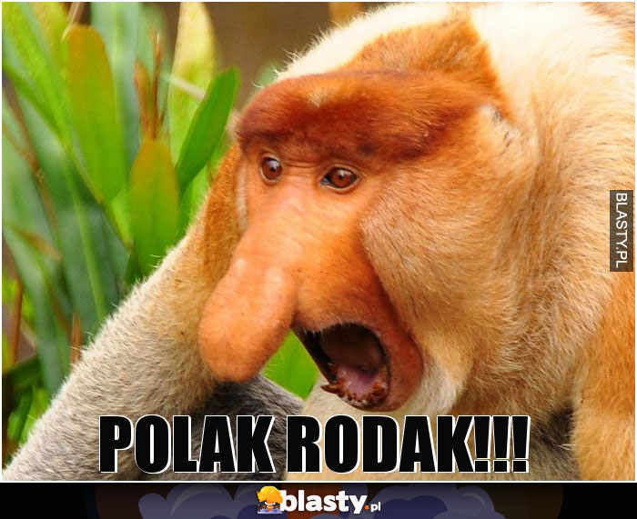 POLAK RODAK