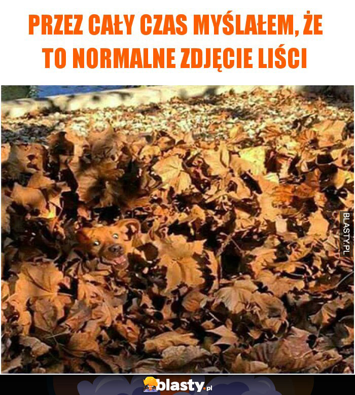 Przez cały czas myślałem, że to normalne zdjęcie liści