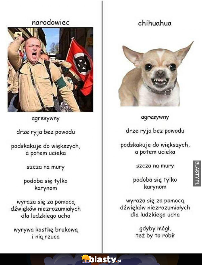 Narodowiec VS Chihuahua