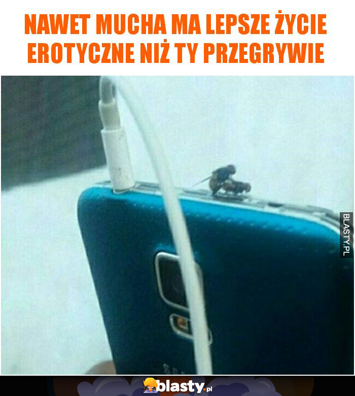 Nawet mucha ma lepsze życie erotyczne niż Ty przegrywie