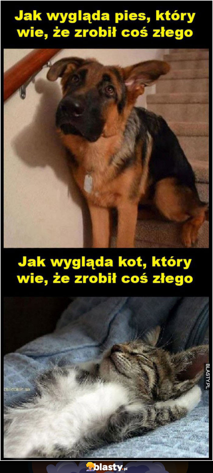 Tak wygląda pies, który wie, że zrobił coś złego