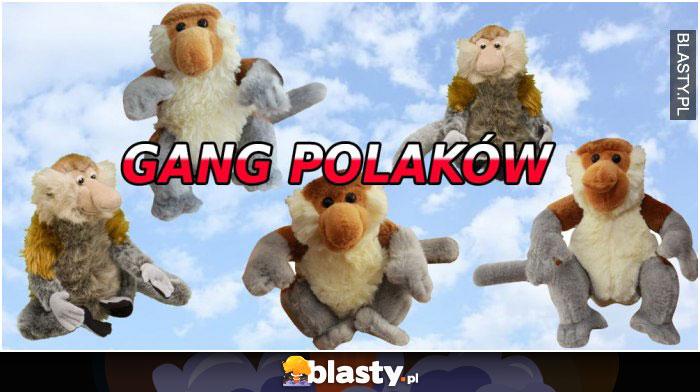 Gang polaków