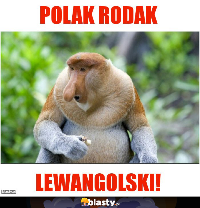 POLAK RODAK