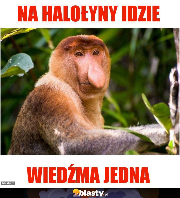 NA HALOŁYNY IDZIE