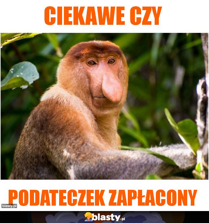 ciekawe czy