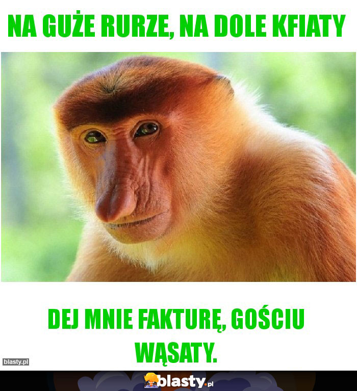 Na guże rurze, na dole kfiaty