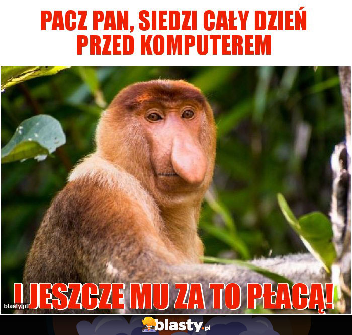 Pacz pan, siedzi cały dzień przed komputerem