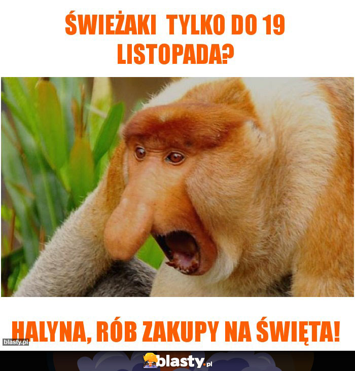 Świeżaki  tylko do 19 listopada?