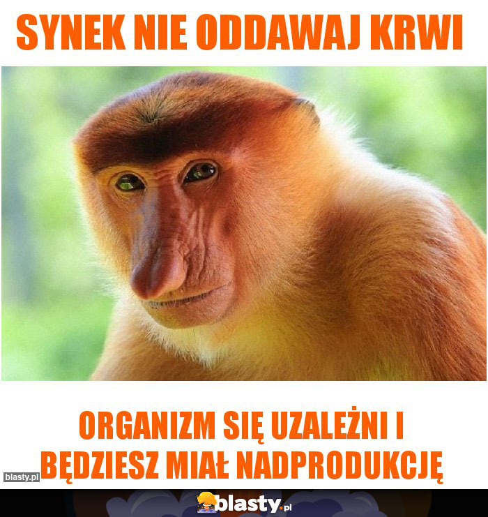 synek nie oddawaj krwi