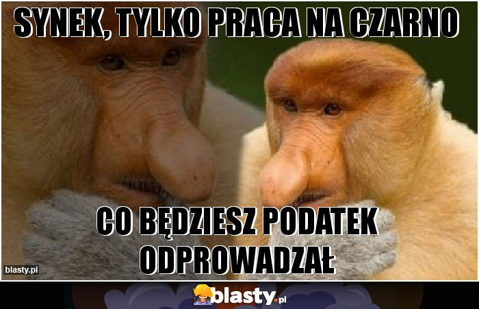 Synek, tylko praca na czarno