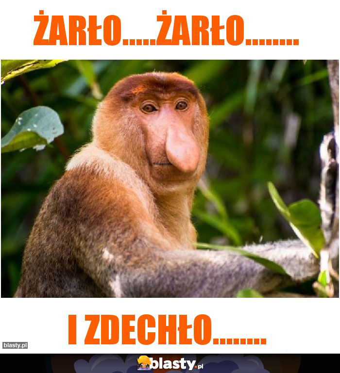 ŻARŁO.....ŻARŁO........