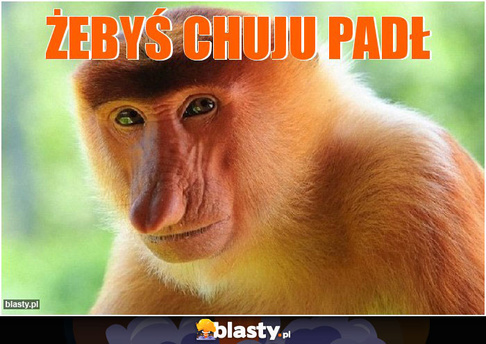 Żebyś chuju padł