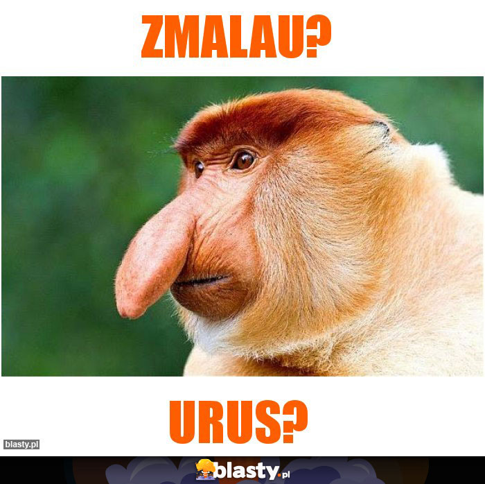 zmalau?