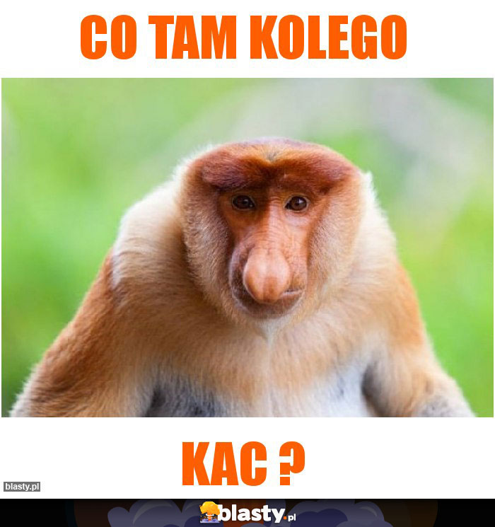 Co tam kolego