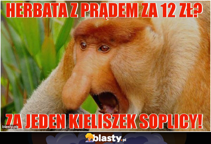 Herbata z prądem za 12 zł?