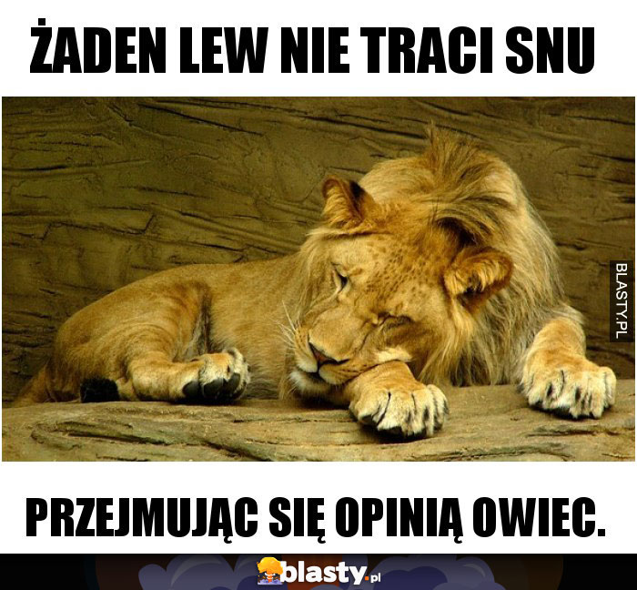 Żaden lew nie traci snu